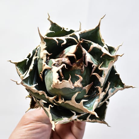 【5CLAW】アガベ チタノタ “精品白鯨” 【台湾 dragon agave産/発根済み/中株】D20 DG25010410(T)