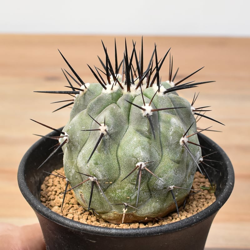 国王丸　カキコ　厳選　コレクション　コピアポア　シネレア 国王丸 カキコ 厳選 コレクション コピアポア シネレア