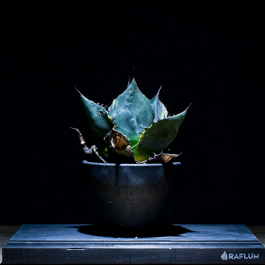 アガベ シースター（発根済み）RF22044 | RAFLUM / ラフラム｜東京
