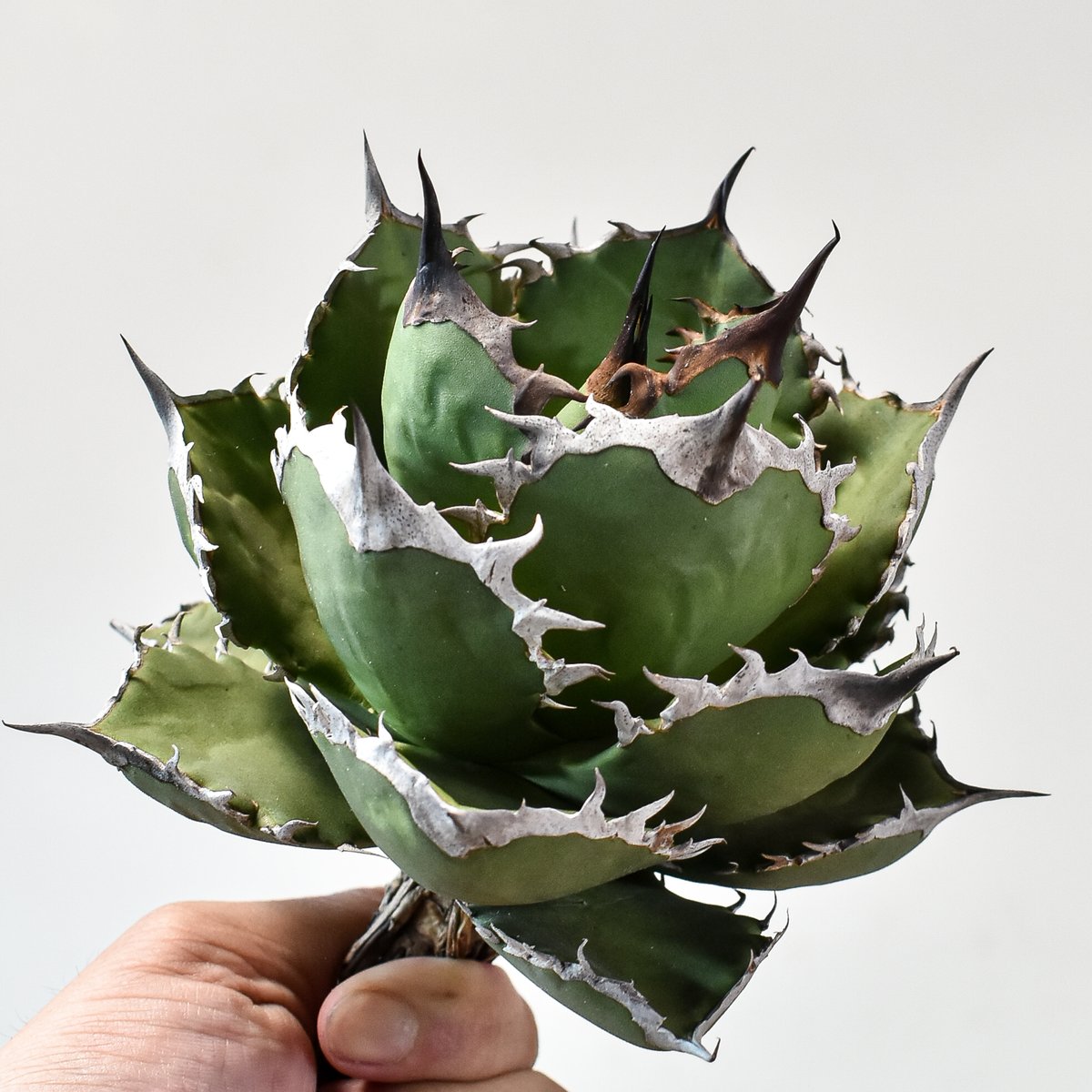 アガベ・チタノタ【シャークソウイ】 〝仙台PLANTISTIC！産〟 アガベ チタノタ シャークソード 