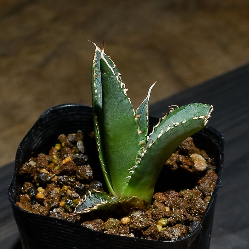 アガベ チタノタ 