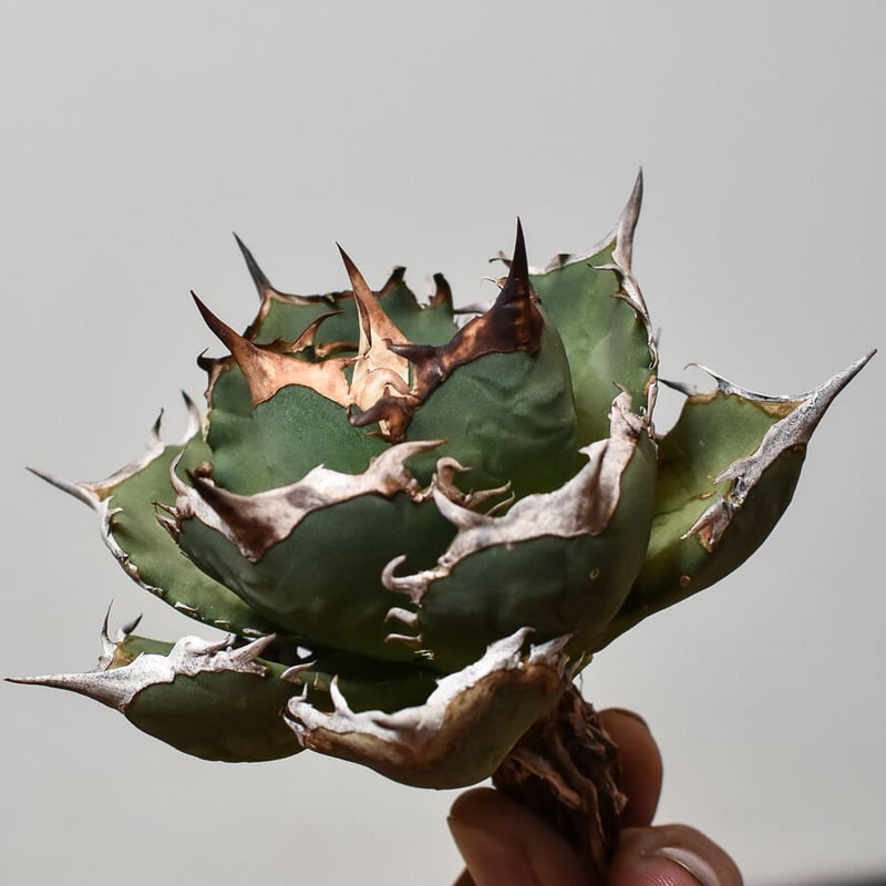 アガベ チタノタ FO-76 