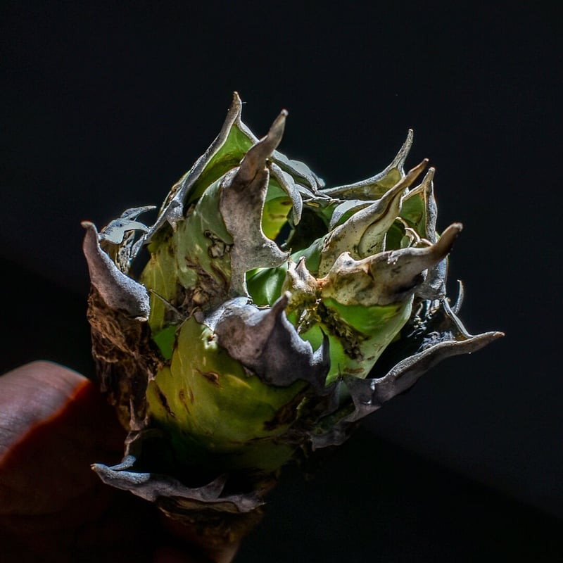 アガベ オアハカ 