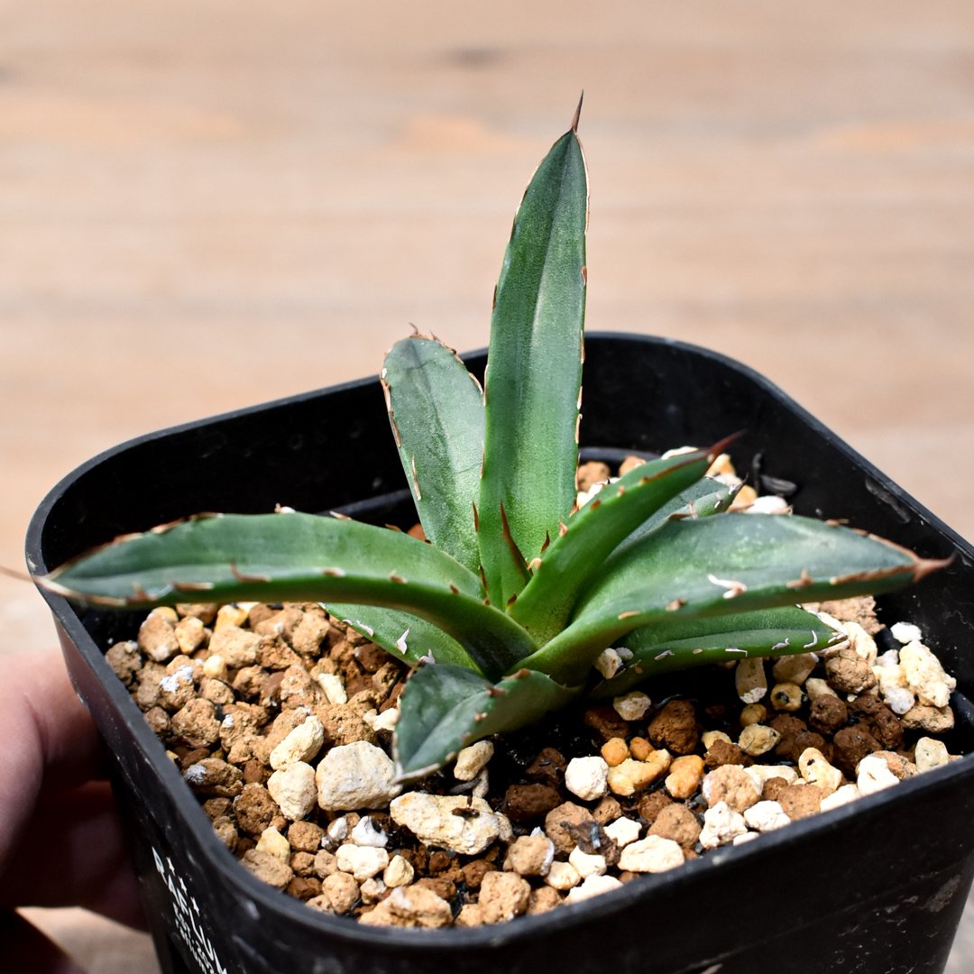 アガベ　笹之雪×黒帝斬　Hybrid　笹ハデス アガベ ハイブリッド 'チタノタ 黑火焔 × 笹之雪' Agave hybrid