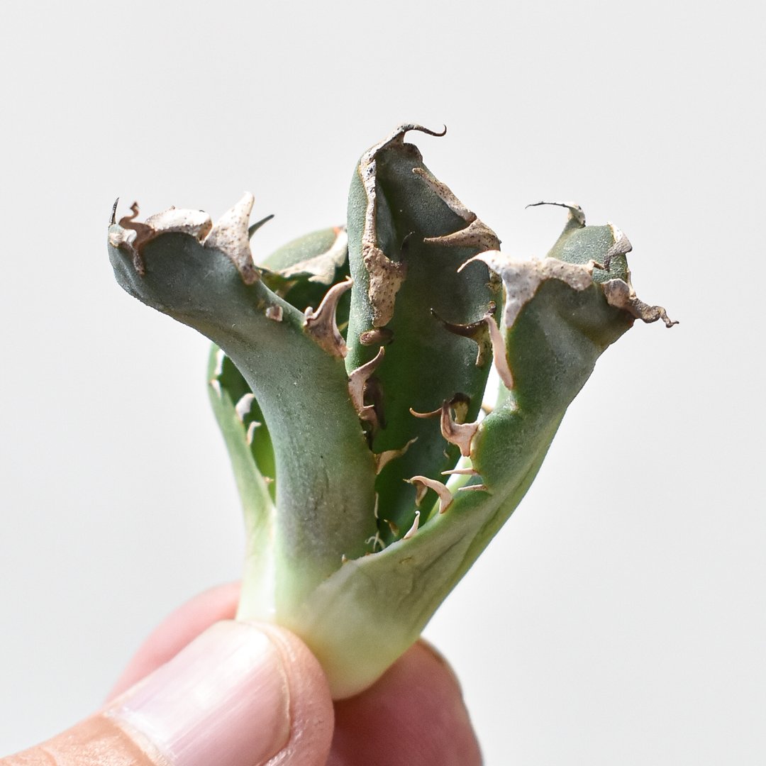 アガベ チタノタ 