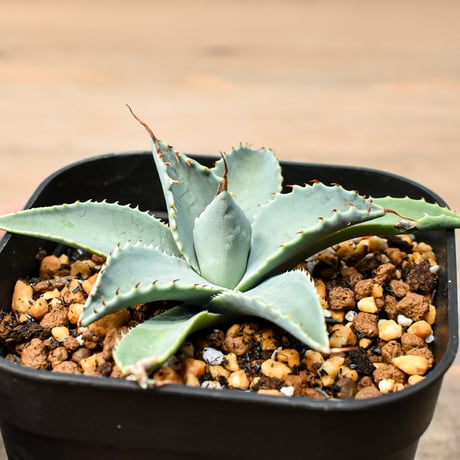 アガベ ハイブリット 日系イシスメンシス×象牙妖炎（陽炎エボリ）【台湾botanical_seeker産】RF25011379