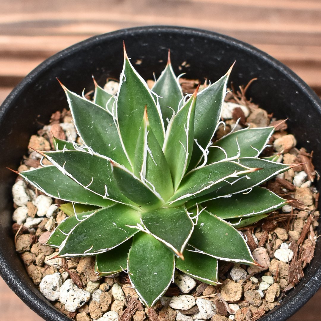 アガベ フィリフェラ 