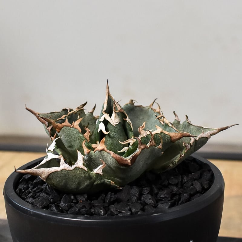 アガベ チタノタ 