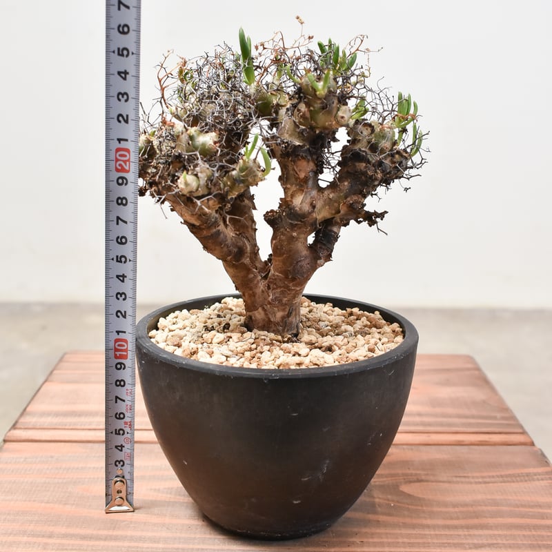 チレコドン レティキュラーツス 