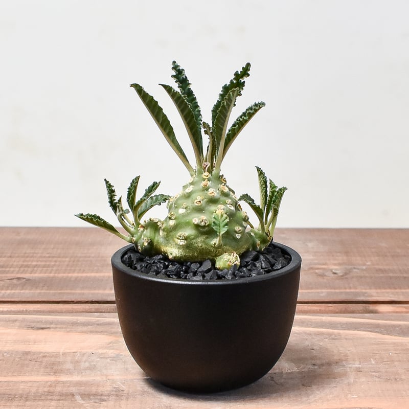 ドルステニア　ラブラニー　大株　美株 ドルステニア：ラブラニー 2.5号鉢植え* の通販 | 園芸ネット