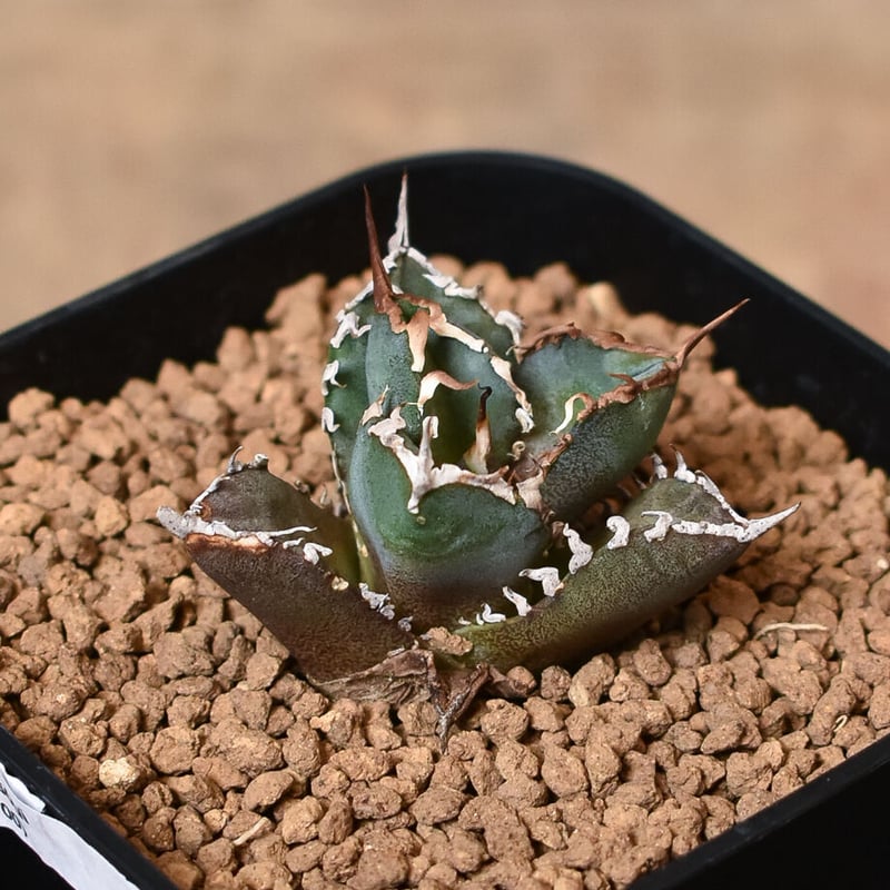 アガベ チタノタ sharkshoui シャークソウイDennis020 千鳥影 Amazon.co.jp: agave titanota sharksoui アガベ チタノタ
