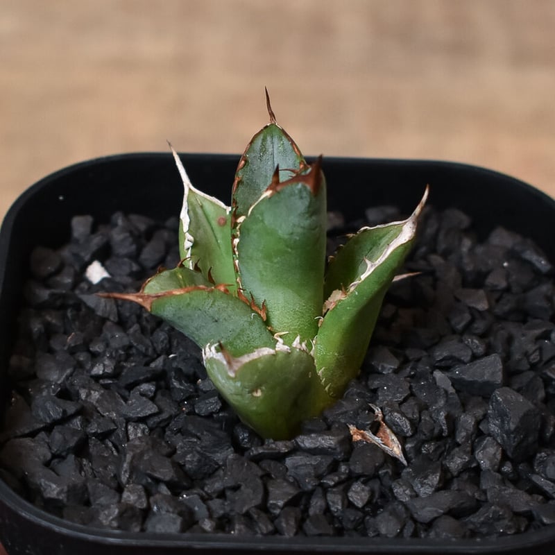 特選台湾アガベ チタノタ BLACKFIRE 黒火焰 黒炎  極上大株！！！ アガベ チタノタ ブラックファイヤー 黒火焰 | GREEN LUCK