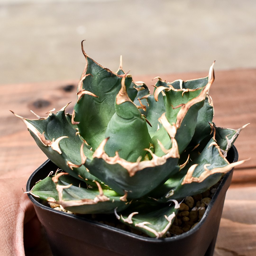 アガベ チタノタ 