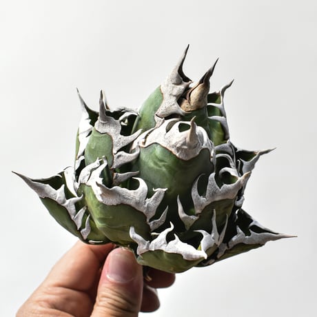 アガベ チタノタ "精品レッドキャットウィーズル" / 精品赤猫 , 精品紅猫  【台湾 dragon agave産/中株/抜き苗】A28