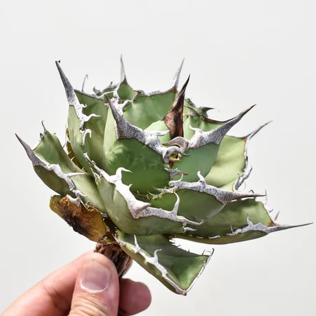 アガベ　巨獣 アガベ チタノタ 巨獣 agave titanota behemoth 巨獸