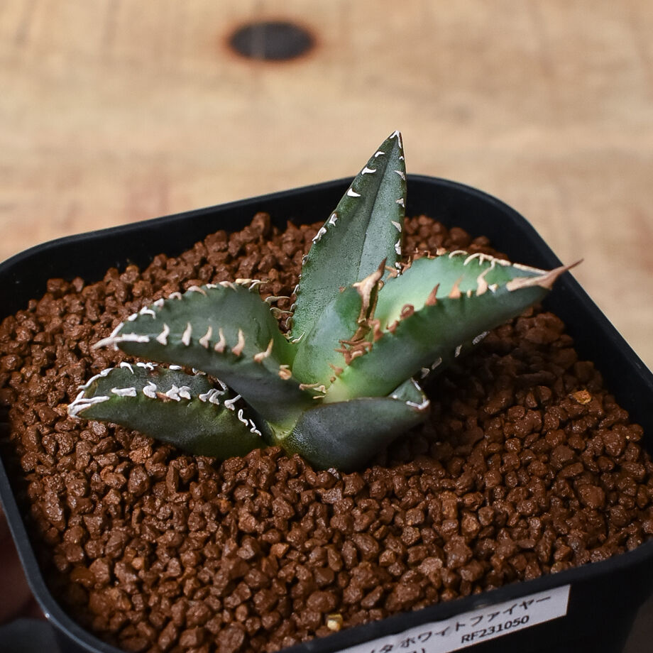 アガベ チタノタ ホワイトファイヤー 