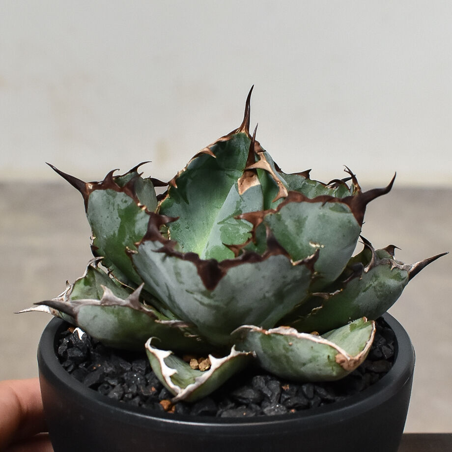 agave titanota Neptune アガベ チタノタ ネプチューン agave titanota Neptune アガベ チタノタ ネプチューン Agave.titanota