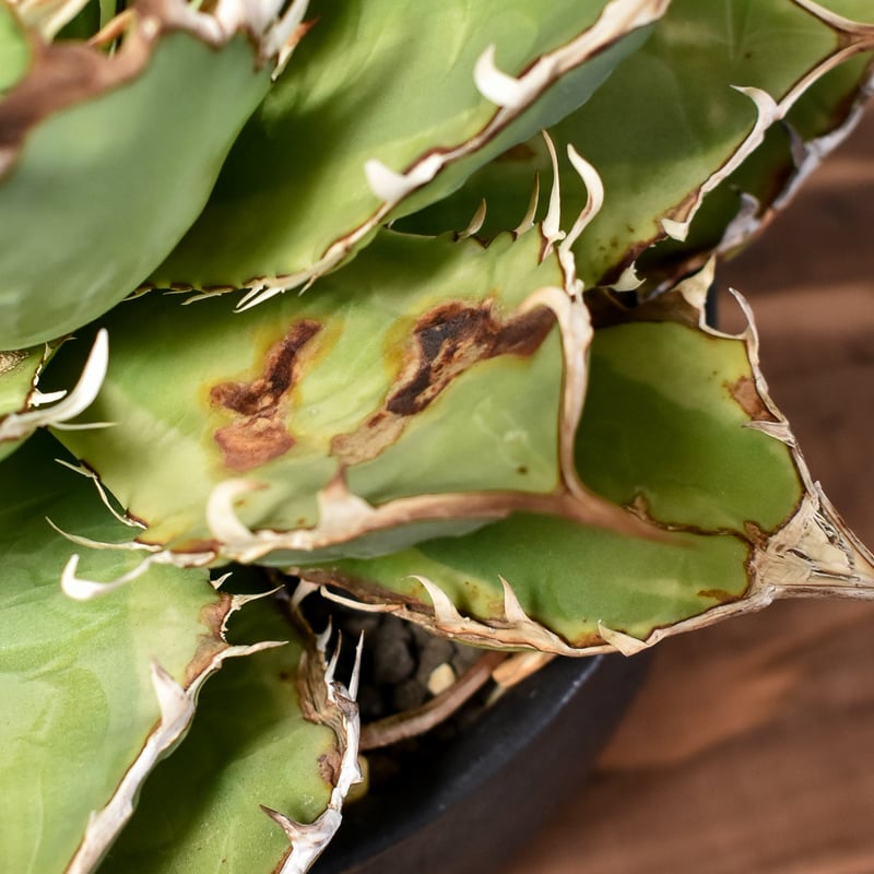 バナナピール アガベ 【中株20cm】現品 ポットごと発送 バナナピール アガベ 【中株20cm】現品 ポットごと発送 - メルカリ