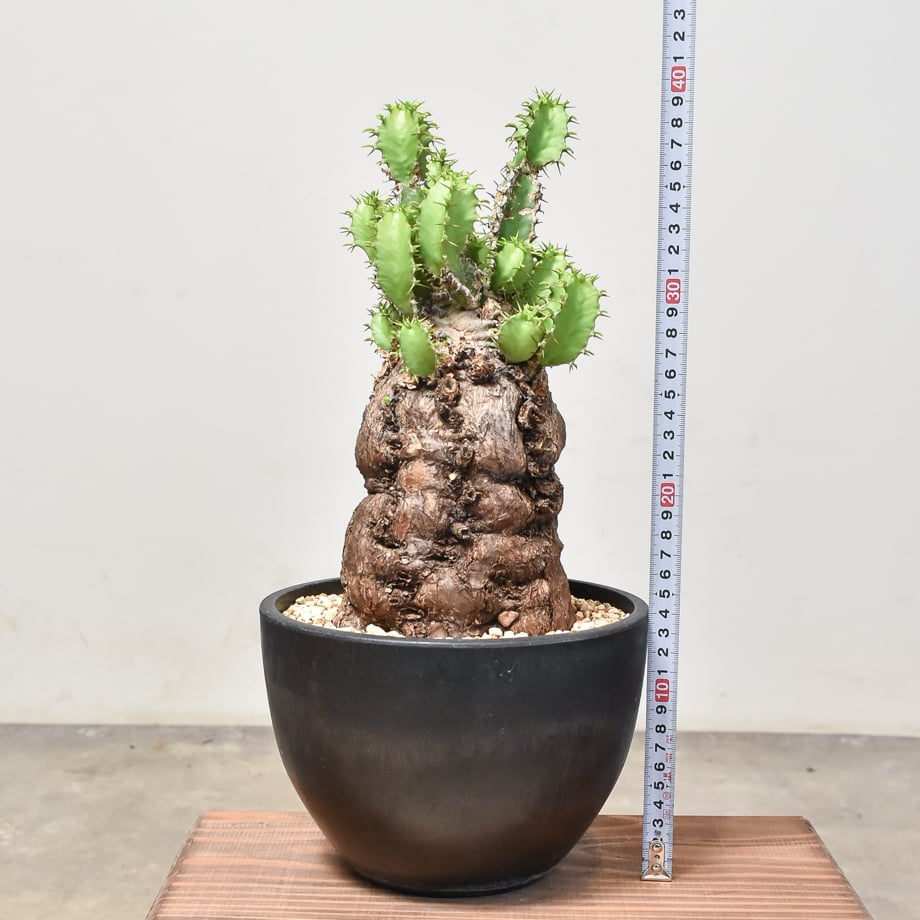 fit=scale-down,w=1200