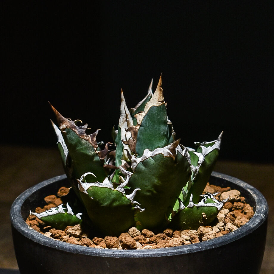 【高騰品種】シーザー×レッドキャットウィーズル hyb 極上強棘陽炎 アガベ 高騰品種】22 シーザー×レッドキャットウィーズル hyb極上強棘陽炎