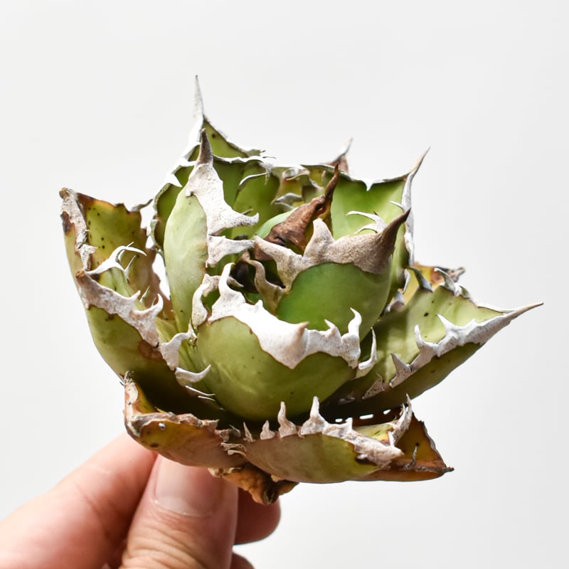 Agave titanota【紅猫】親株販売 アガベ チタノタ 