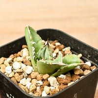 アガベ チタノタ "ステゴザウルス" 【抜き苗/子株】G2 NI25010188(T)