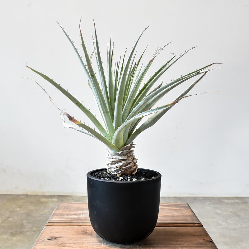 プヤ　ベヌスタ３頭　ドライガーデン　セルーレア　レア 2025年最新】プヤ セルーレアの人気アイテム - メルカリ