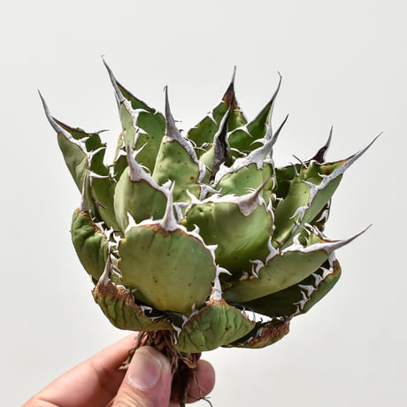 アガベ チタノタ "赤鬼" 【台湾 dragon agave産/抜き苗/中株】1