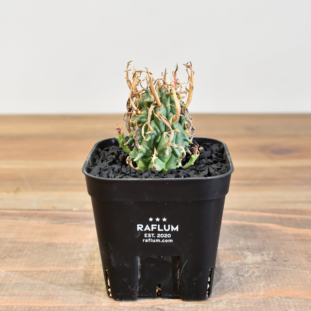 ユーフォルビア スコエンランディ 