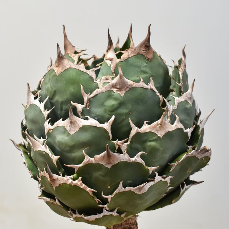 選抜株　アガベ　オテロイ　実生　チタノタ アガベ オテロイ 実生選抜 スペシャル コレクション株 チタノタ