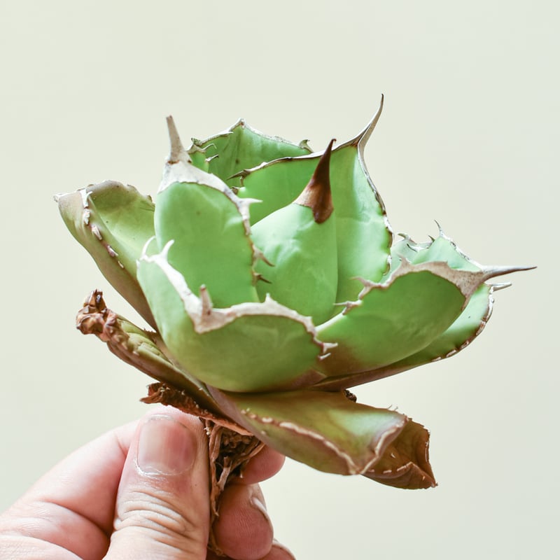 アガベ チタノタ チェリーボム / 