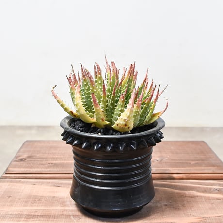 アロエ "白磁盃"  2頭 / Wヘッド【植え込み販売】HK2400540