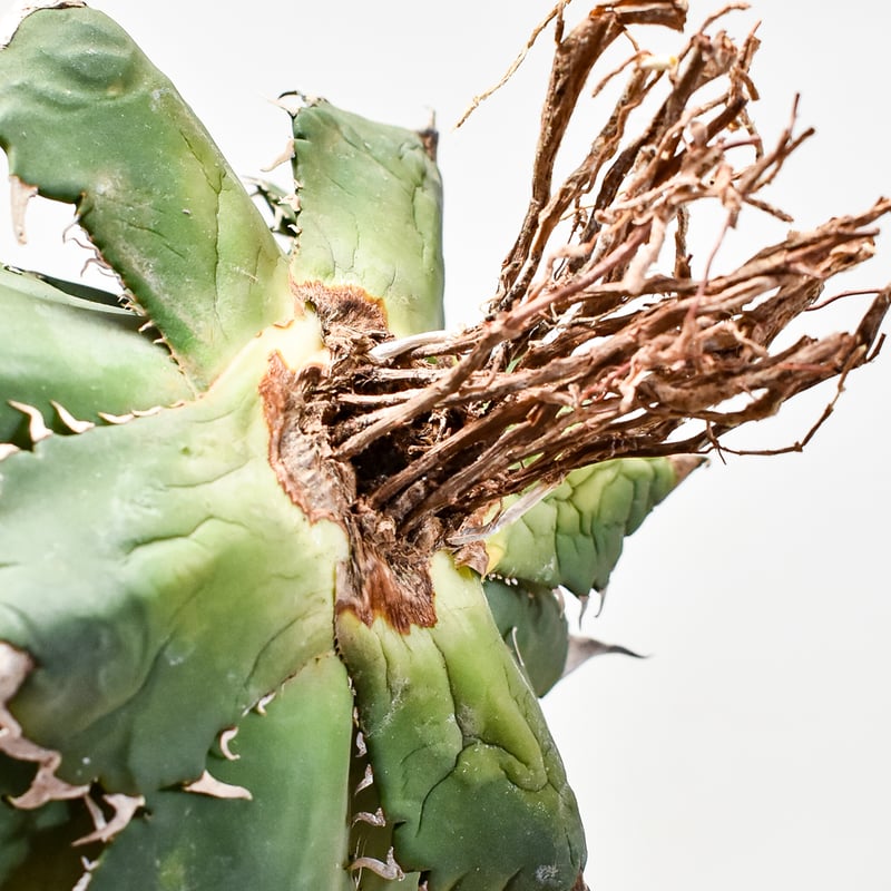 アガベ チタノタ ソーラーエクリプス 