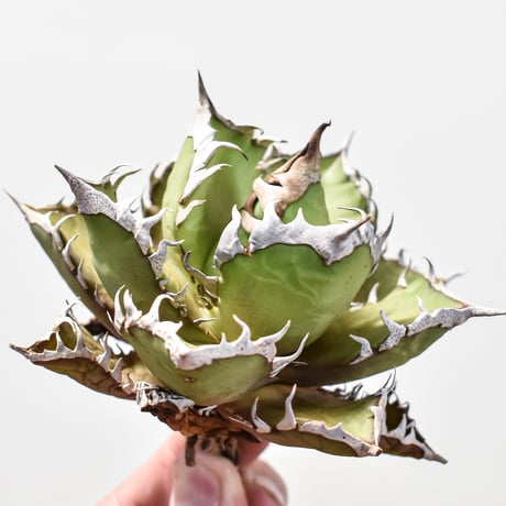 【RAFLUM特選株】アガベ チタノタ "レッドキャットウィーズル" / 赤猫 , 紅猫  【台湾産/抜き苗/中株】DG2401525