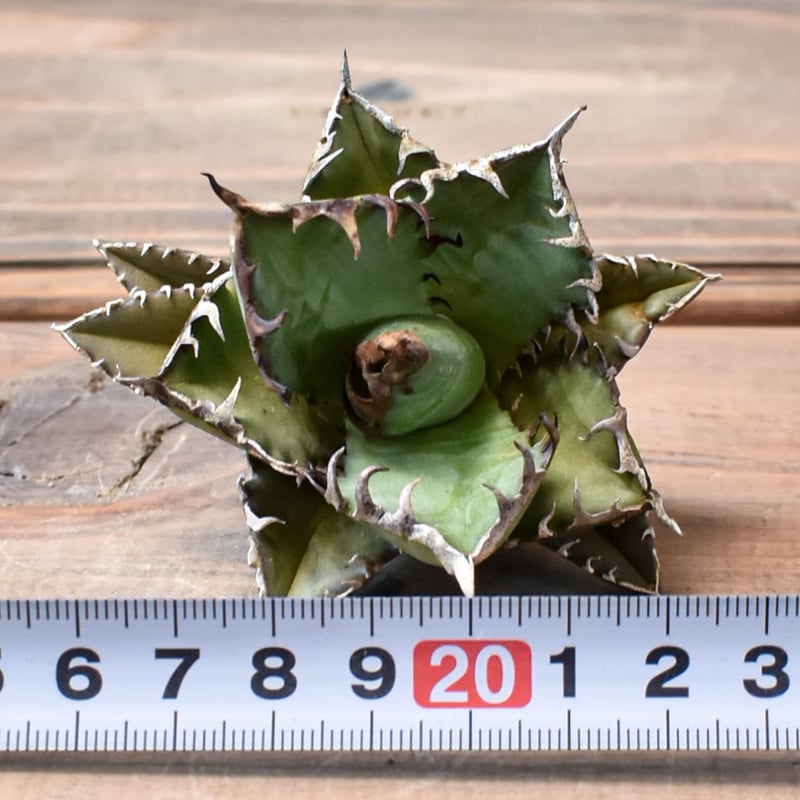 アガベ チタノタ 