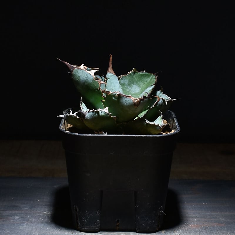 アガベ チタノタ ブラックアンドブルー 