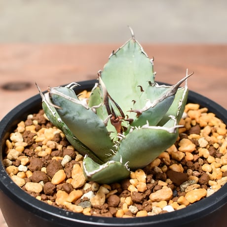 アガベ チタノタ  フェニックス "鳳凰"【発根済み/子株】C RF240004