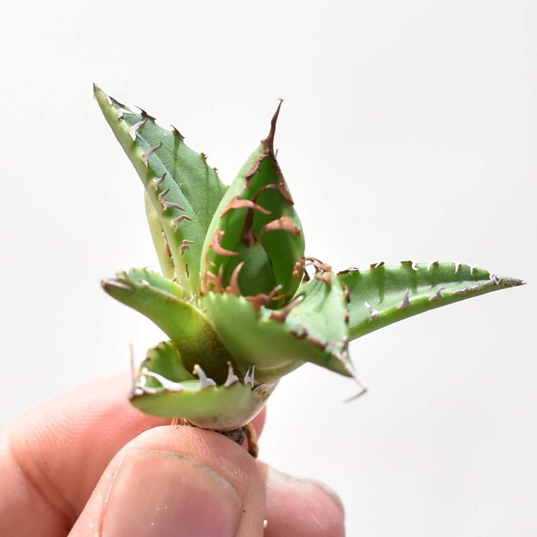 アガベ Dennis hybrid ホリダ×鬼爪（026） 