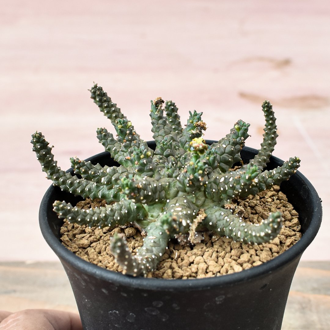 ユーフォルビア ブレビラマ　希少 ユーフォルビア・ブレビラマ（Euphorbia brevirama）の育て方、栽培