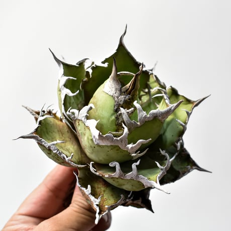 アガベチタノタシーザー | STORES