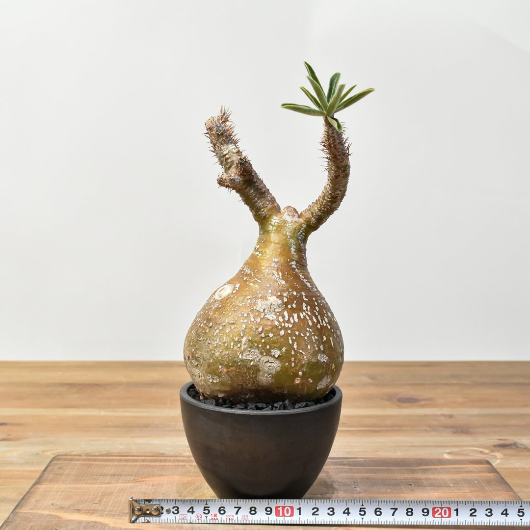 【王道】パキポディウム☆グラキリス パキポディウム・グラキリス パキポディウム グラキリス