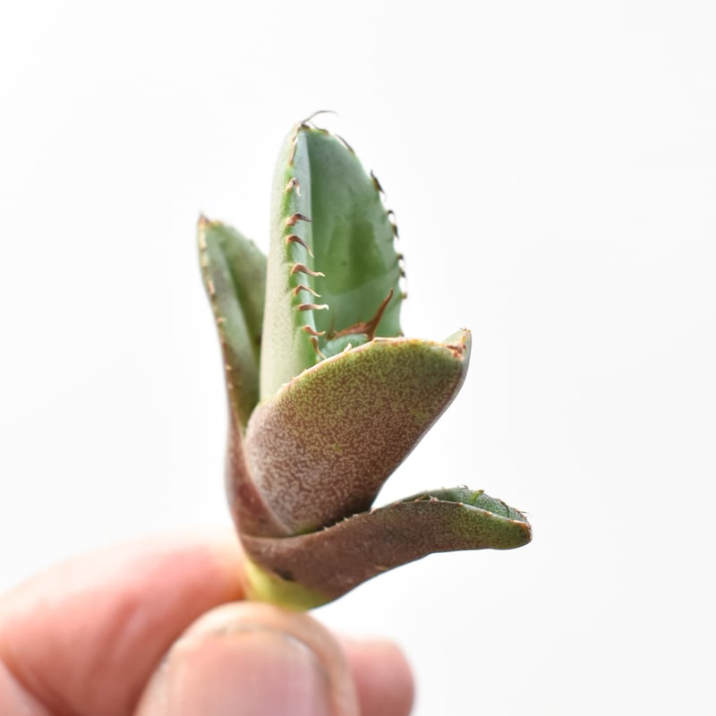 アガベ チタノタ 