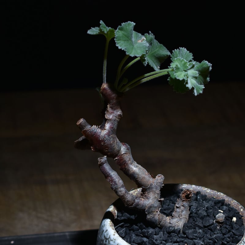 ペラルゴニウム　ミラビレ　発根済 ペラルゴニウム ミラビレ 大株（発根済み）A RF231900(T) | RAFLUM / ラ