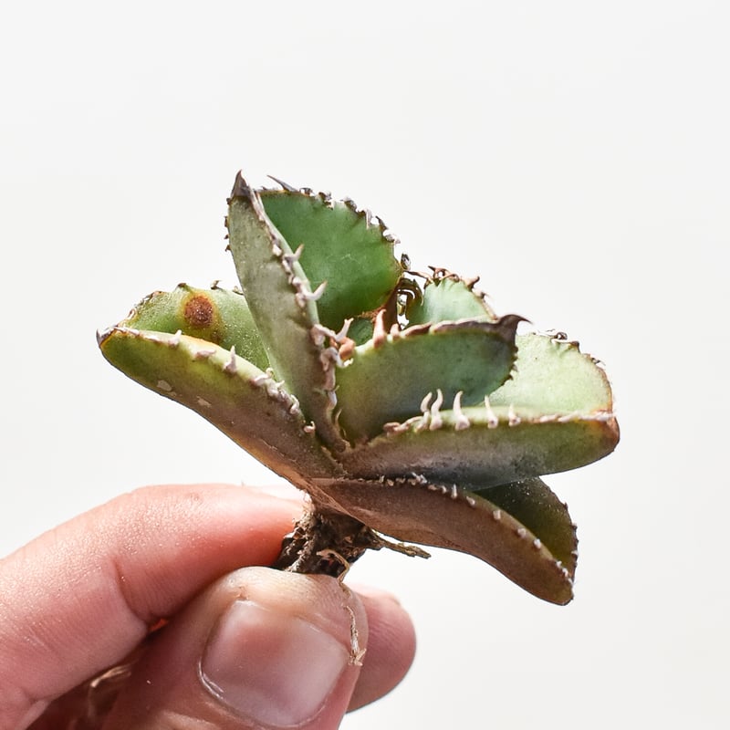 アガベ チタノタ 