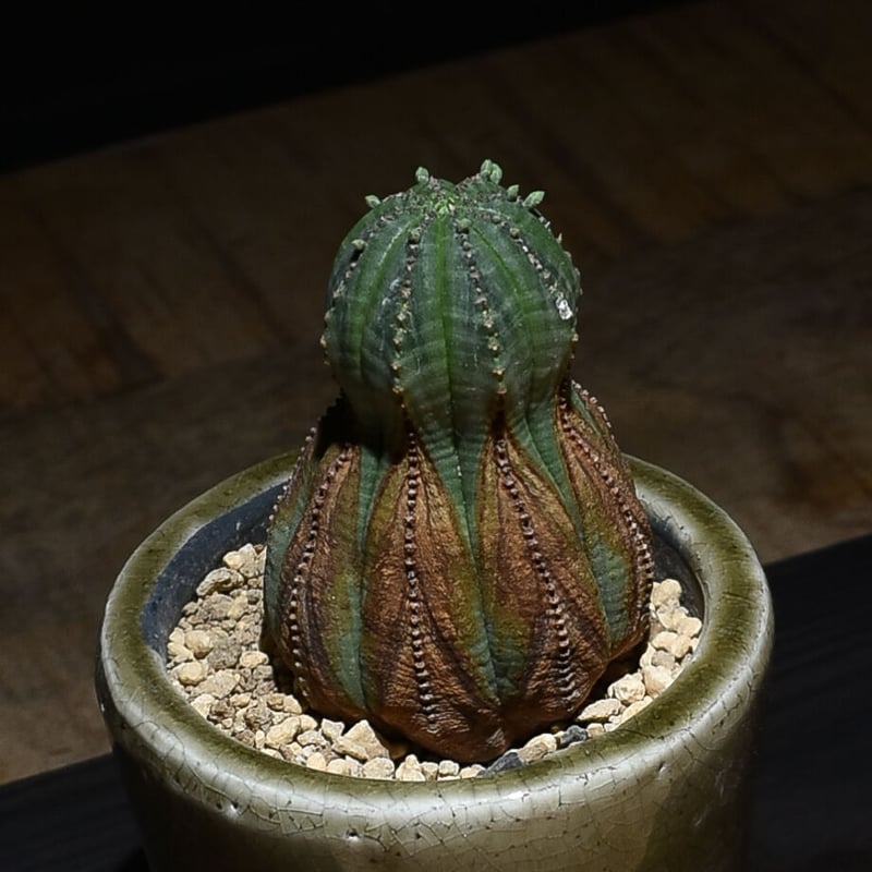 ユーフォルビア オベサ オールド 【公式通販】