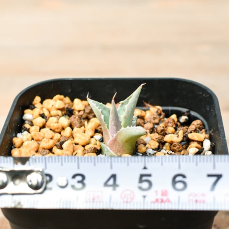 アガベ ハイブリット "邪霊" (特白肌怒雷神×血妖) 【台湾botanical_seeker産】RF25011411