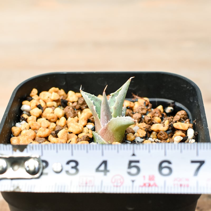 アガベ 特白肌怒雷神×血妖 子株 アガベ ハイブリット 