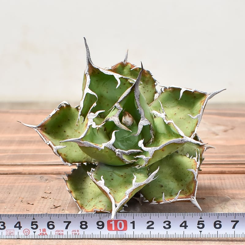 アガベ チタノタ 