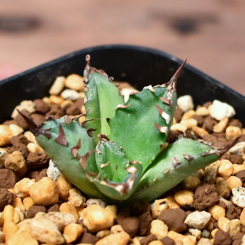 アガベ チタノタ ブラックアンドブルー 