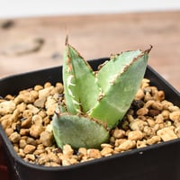 アガベ チタノタ "ドラゴンアガベ実生" 【台湾 dragon agave産/発根済み/子株】DGC2408390